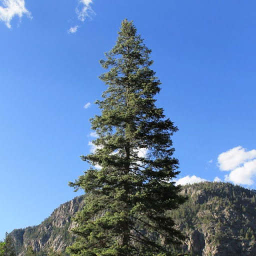 Fir